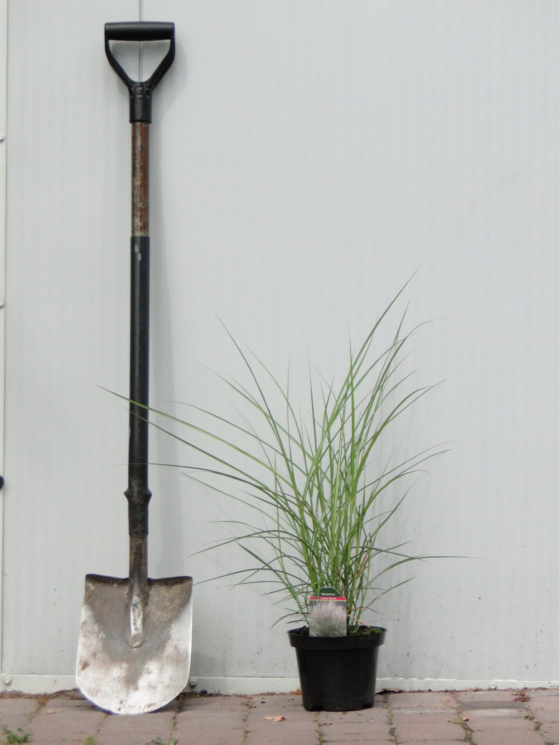 Miscanthus sinensis 'Ferner Osten'