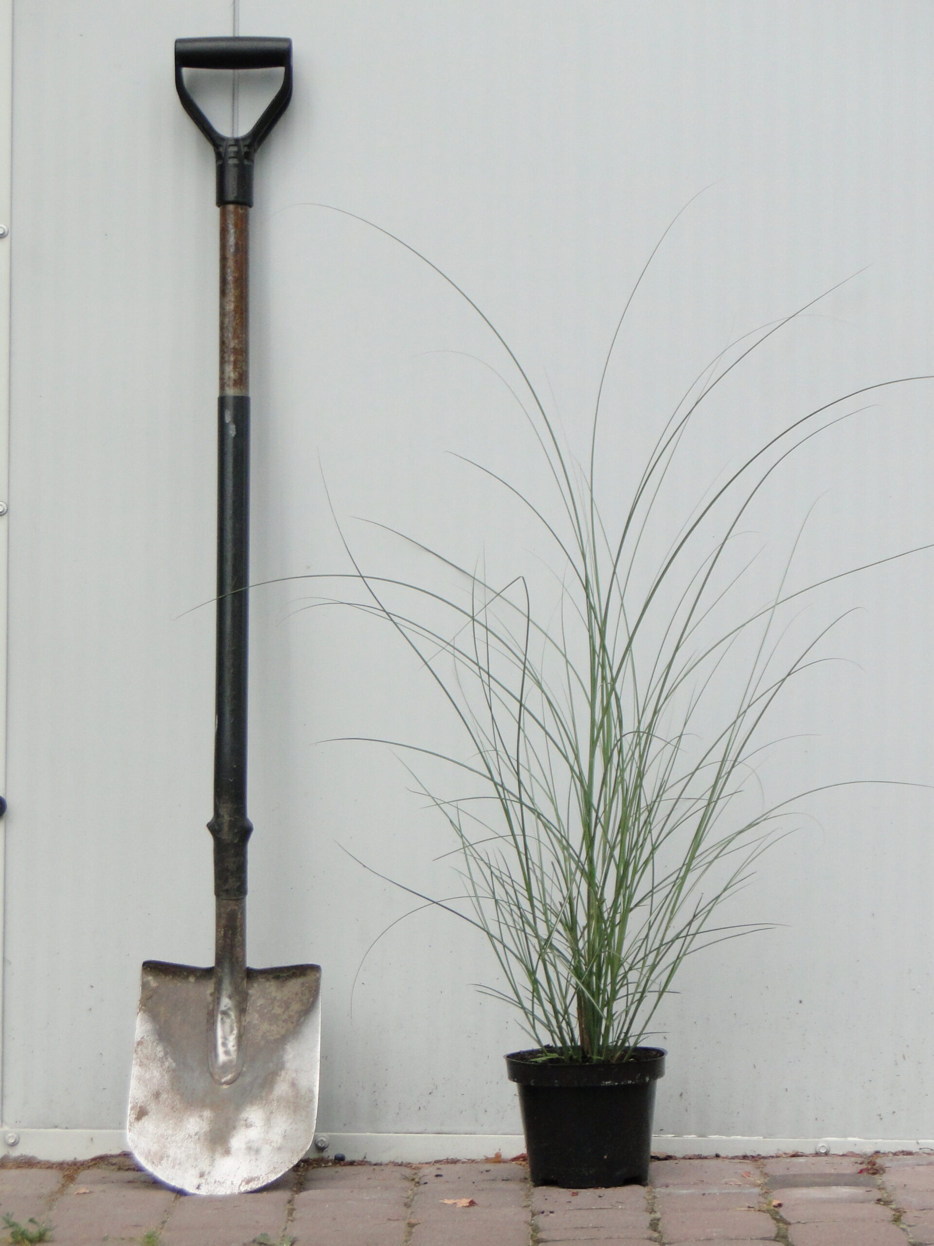 Miscanthus sinensis 'Gracillimus'