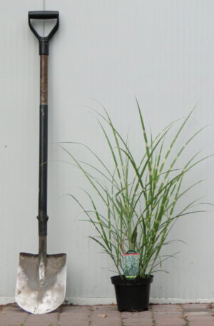 Miscanthus sinensis 'Zebrnus'