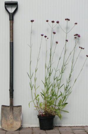 Verbena boraensis