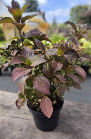 Hydrangea serrata Preziosa C3