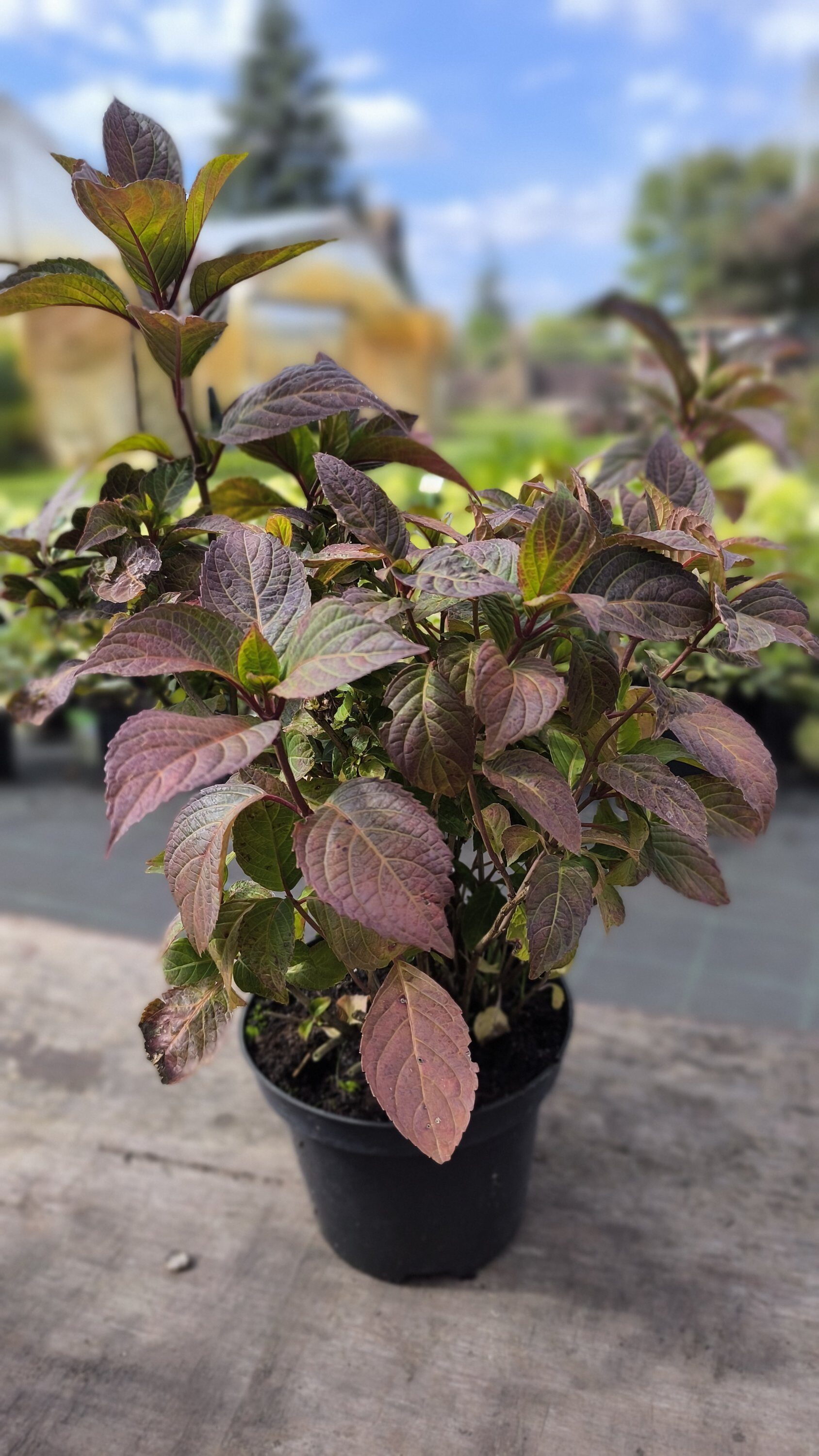 Hydrangea serrata Preziosa C3