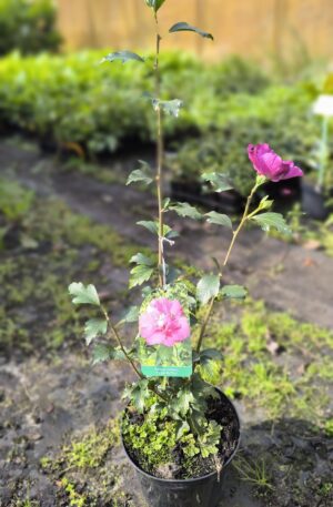 Hibiscus syriacus Sanchoyo C3