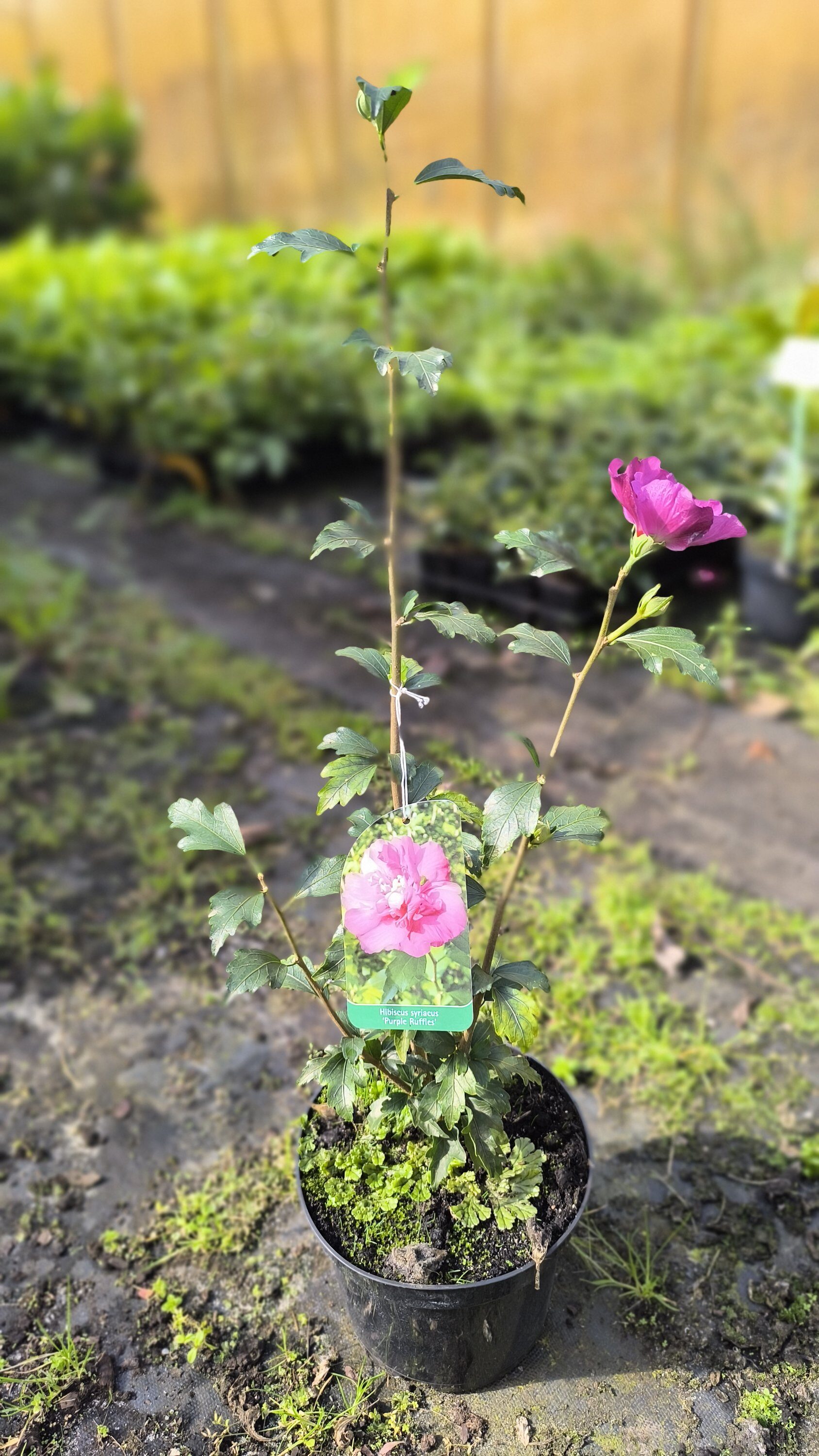 Hibiscus syriacus Sanchoyo C3