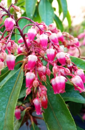Pieris japonica Valley Valentine C4