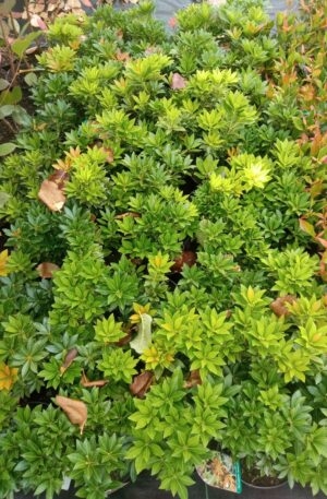 Pieris japonica Sarabende C4