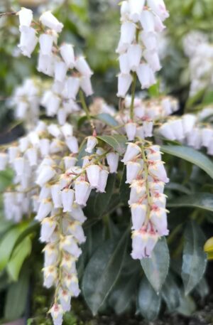 Pieris japonica Bonfire C4