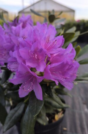 Rhododendron hybr. Catawbiense Grandiflorum C7,5