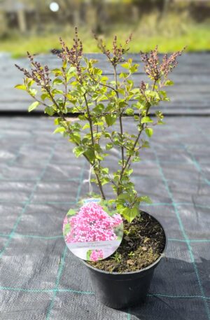 Syringa meyeri Flowerfesta® Pink 'Anny200817'PBR C2