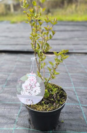 Syringa meyeri Flowerfesta® White 'Anny200810'PBR C2