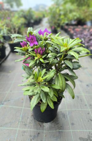 Rhododendron hybr. Mogambo C4