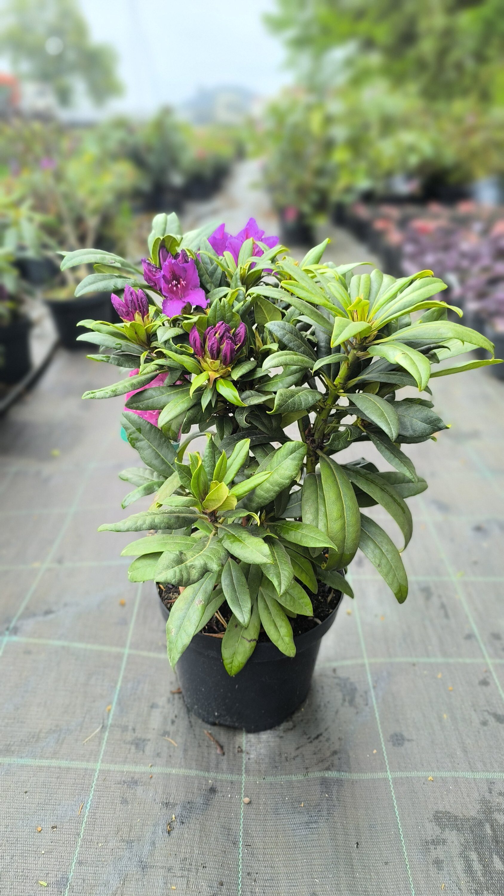 Rhododendron hybr. Mogambo C4