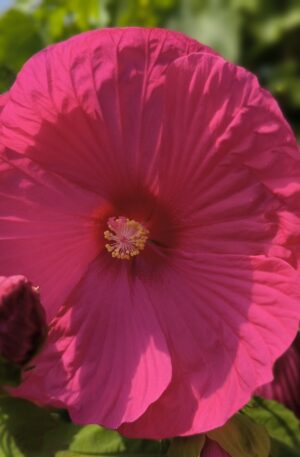 Hibiscus TOMA 'LARGE LOLLIPOP' C3