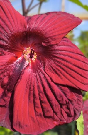 Hibiscus TOMA 'BURGUNDY VELVET' C3