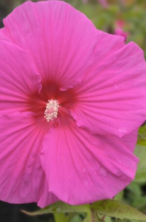 Hibiscus TOMA 'PINK CHOCOLATE' C3