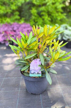 Rhododendron yakushimanum Caroline Allbrook C4