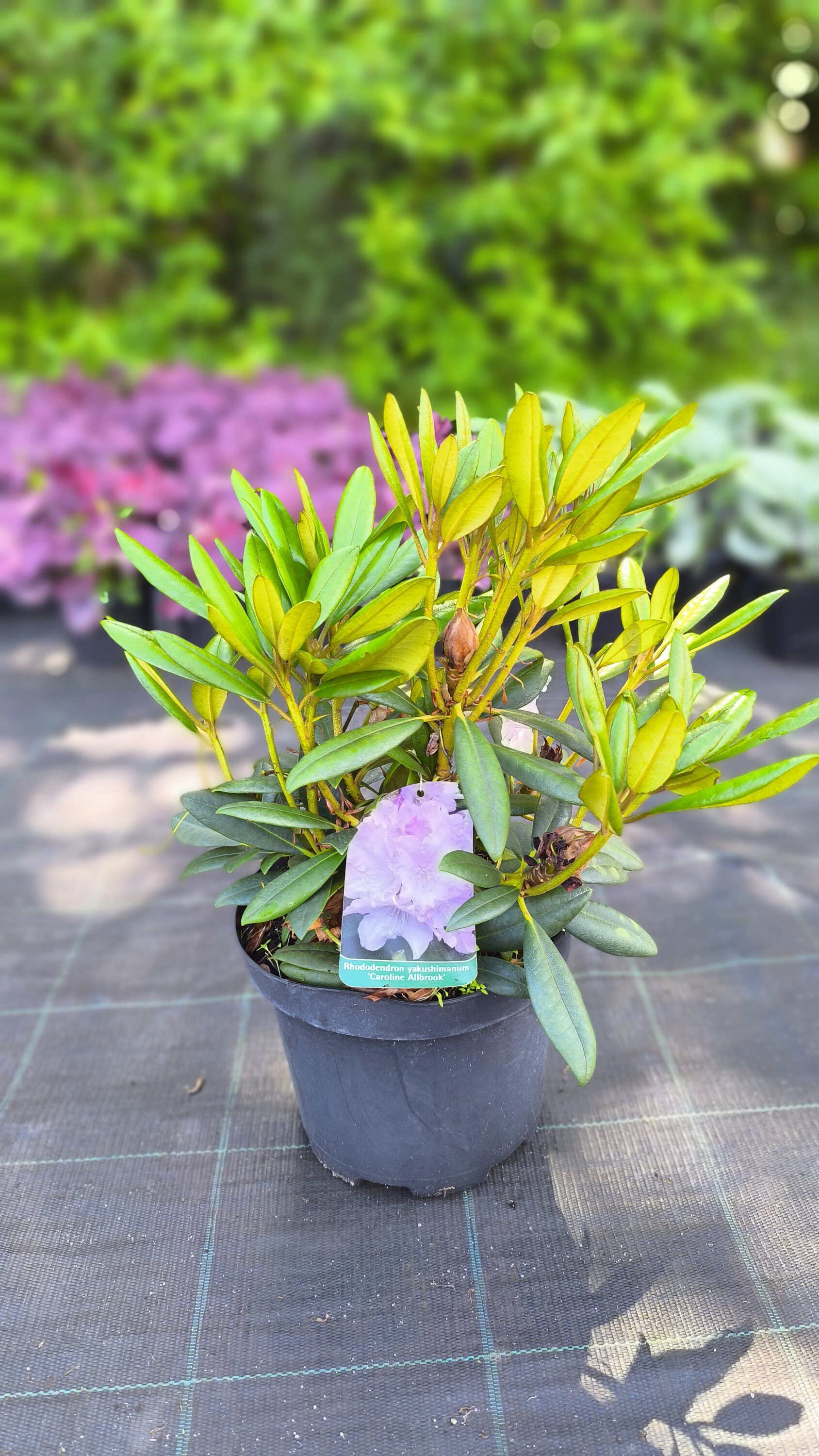 Rhododendron yakushimanum Caroline Allbrook C4