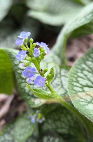 Brunnera Sea Heart C2