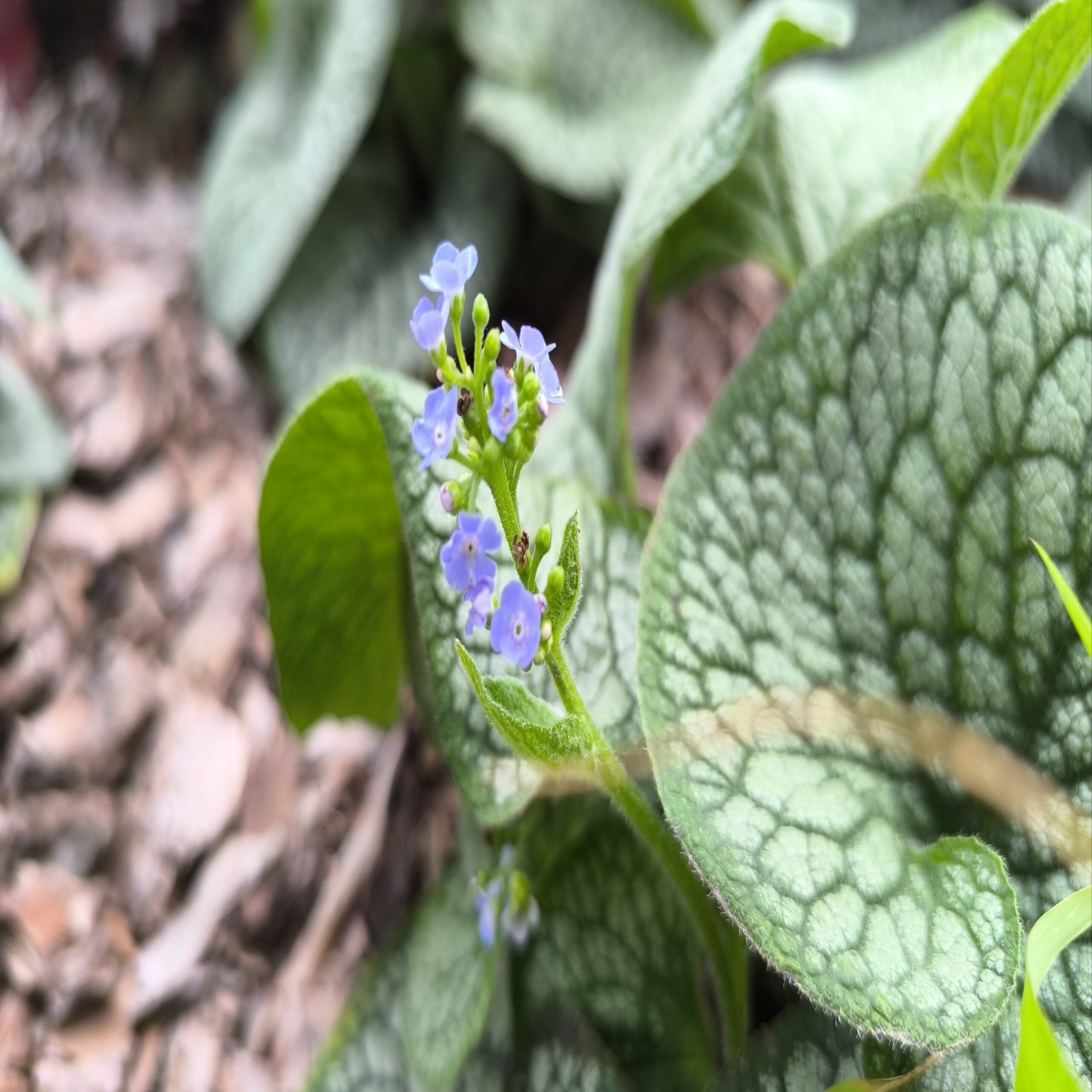 Brunnera Sea Heart C2