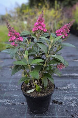 Buddleja davidii Butterfly Candy Little Bubblegum PBR C2