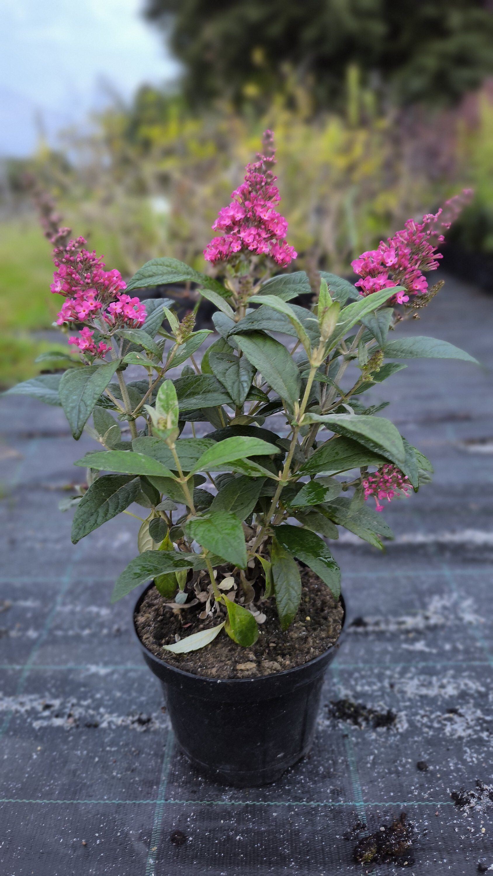 Buddleja davidii Butterfly Candy Little Bubblegum PBR C2