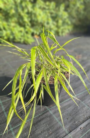 Hakonechloa macra Albostritata C2
