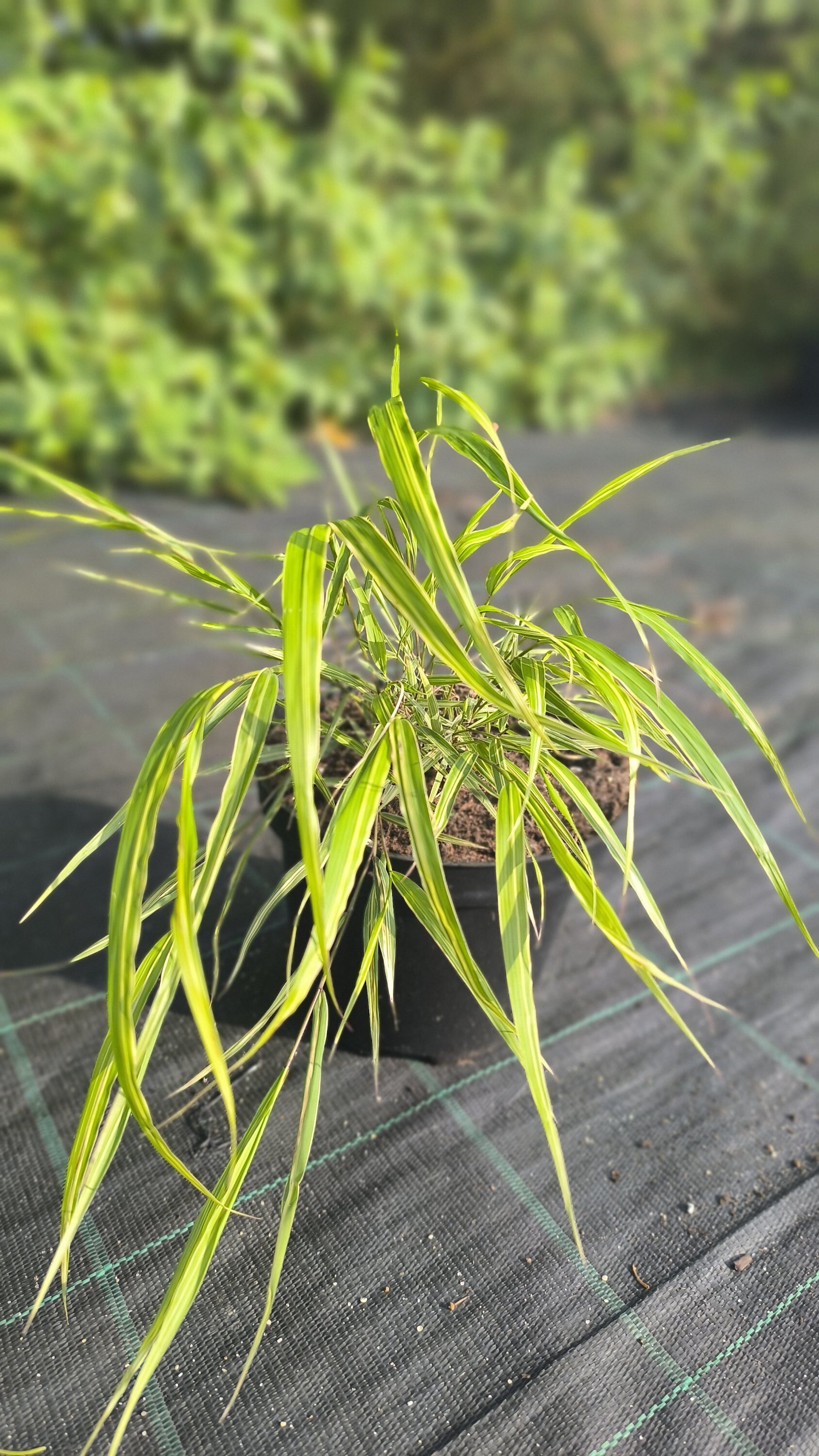 Hakonechloa macra Albostritata C2