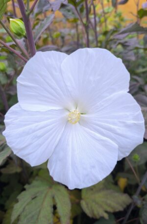 Hibiscus TOMA 'WHITE ANGEL' C3