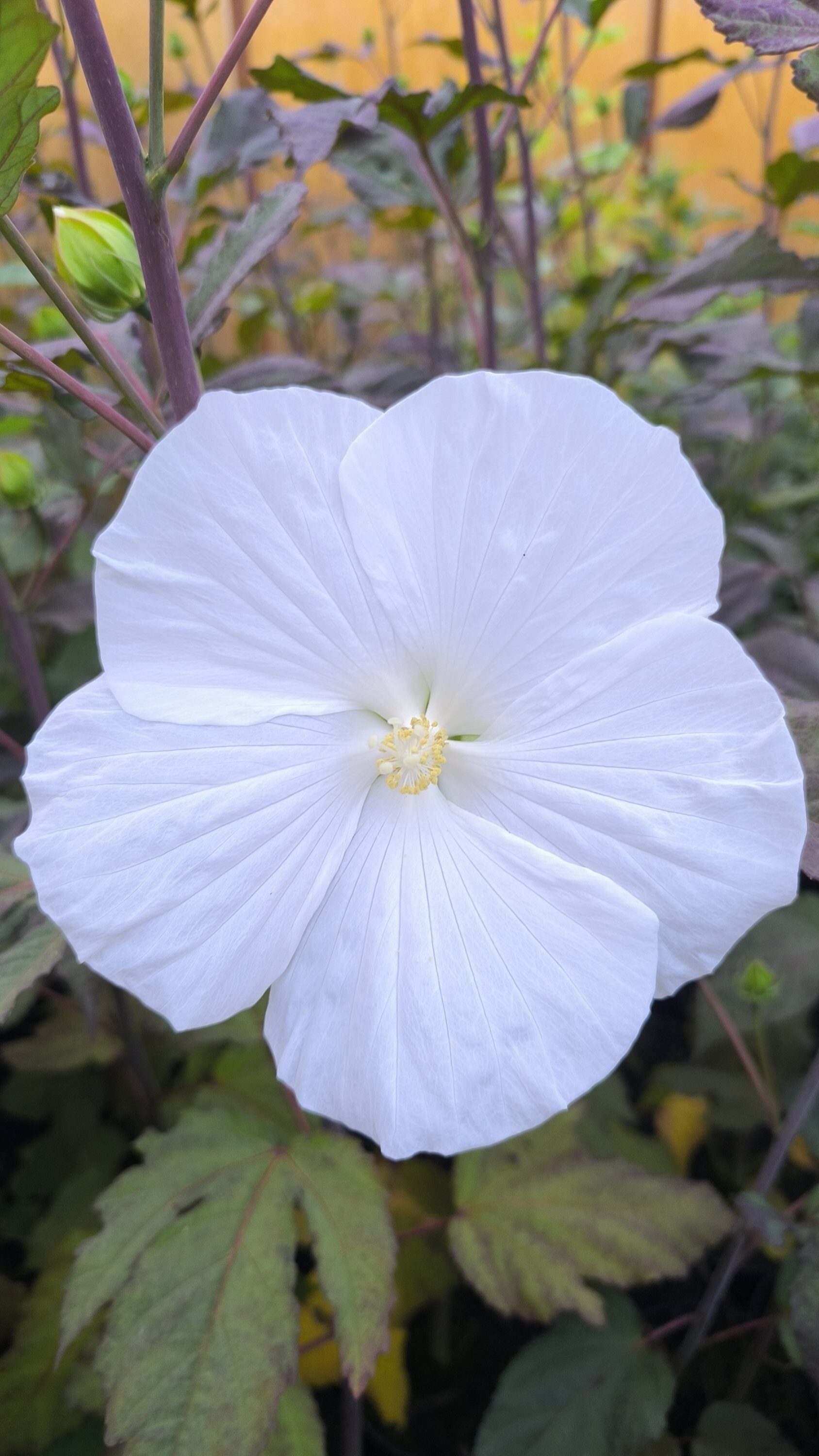 Hibiscus TOMA 'WHITE ANGEL' C3