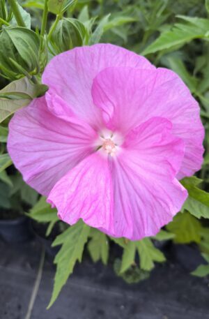 Hibiscus TOMA 'PINK WHEEL' C3