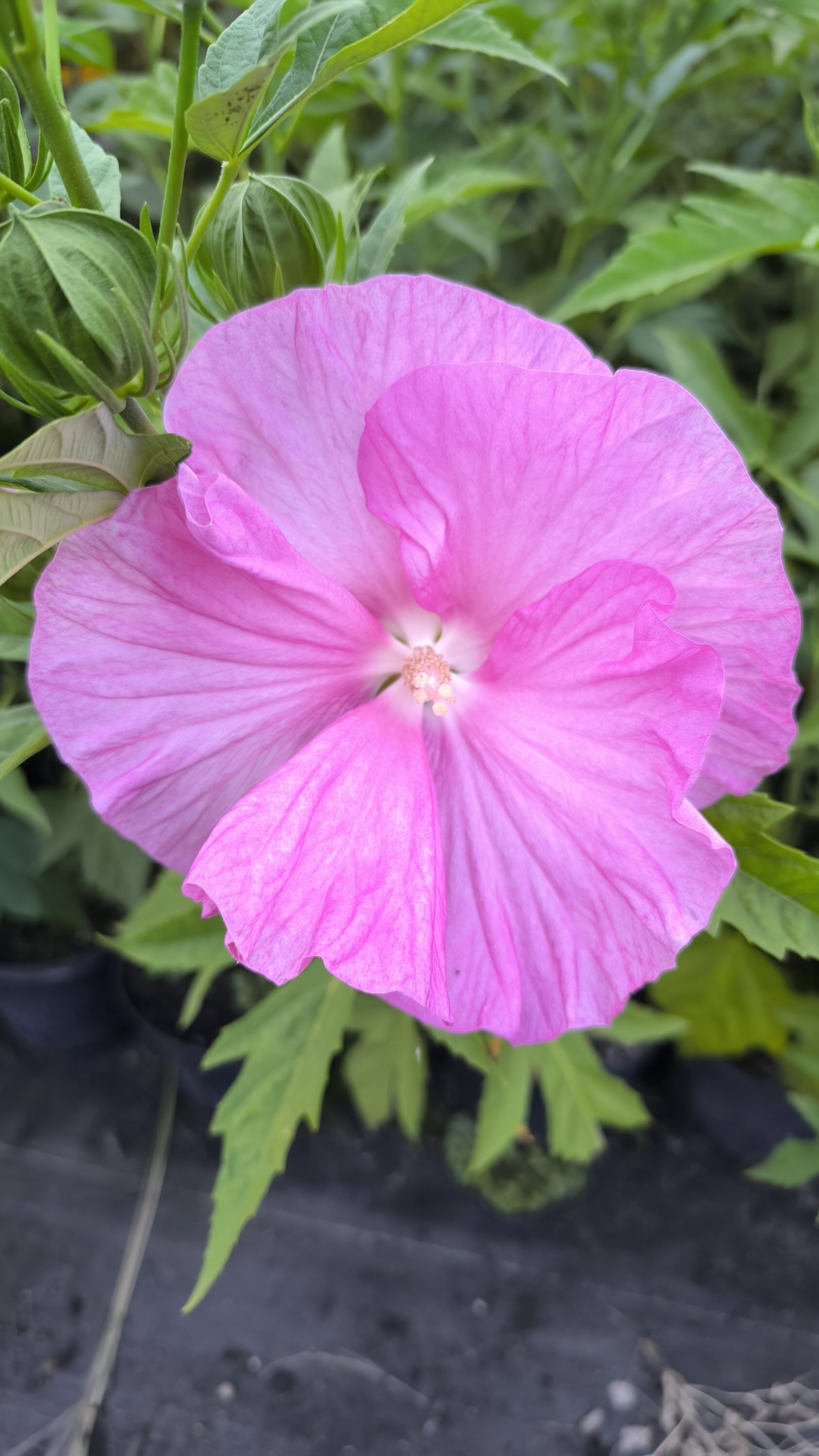 Hibiscus TOMA 'PINK WHEEL' C3