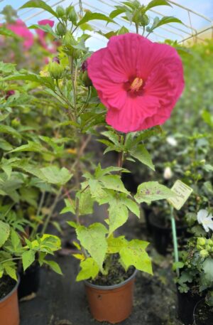 Hibiscus TOMA 'PINK DRAGON' C3