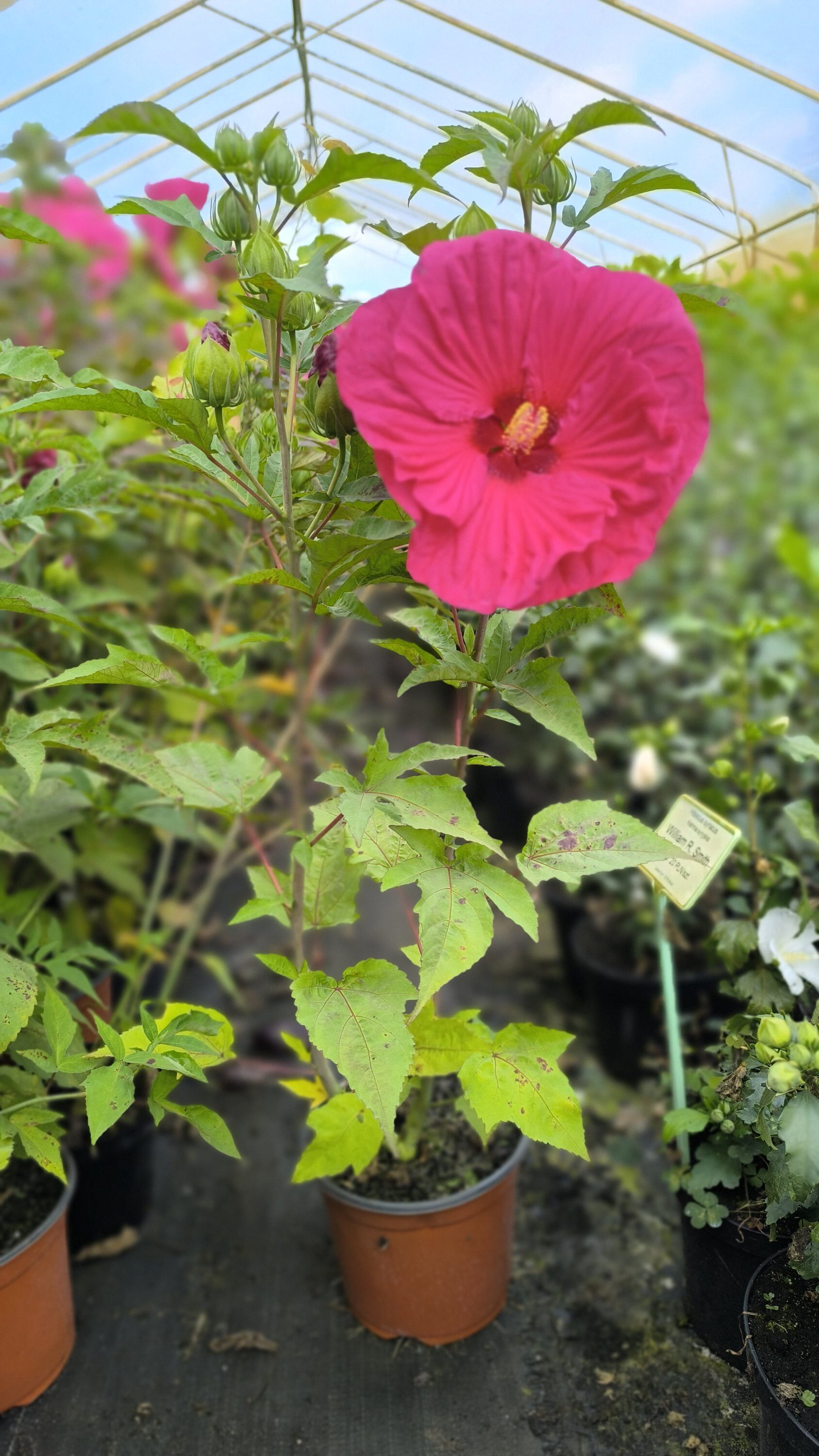 Hibiscus TOMA 'PINK DRAGON' C3