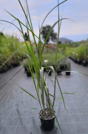 Miscanthus giganteus Meidl C3