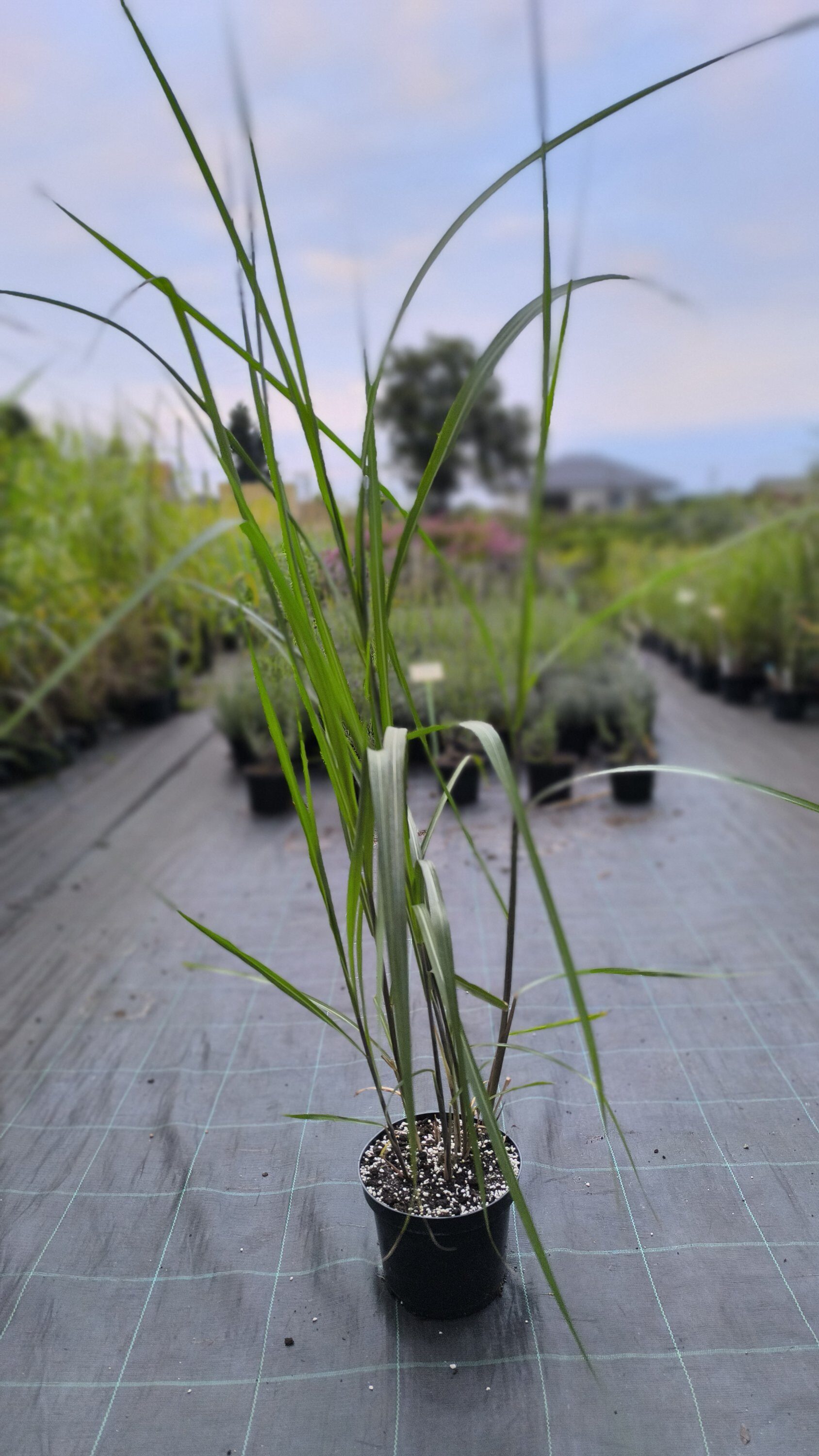 Miscanthus giganteus Meidl C3