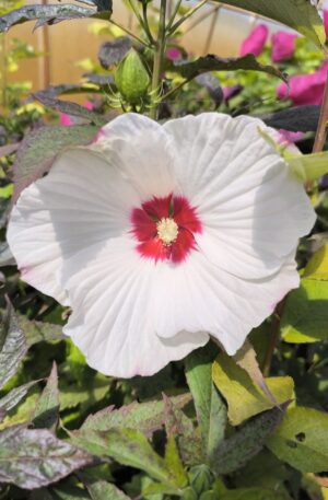 Hibiscus TOMA 'RED DOT' C3