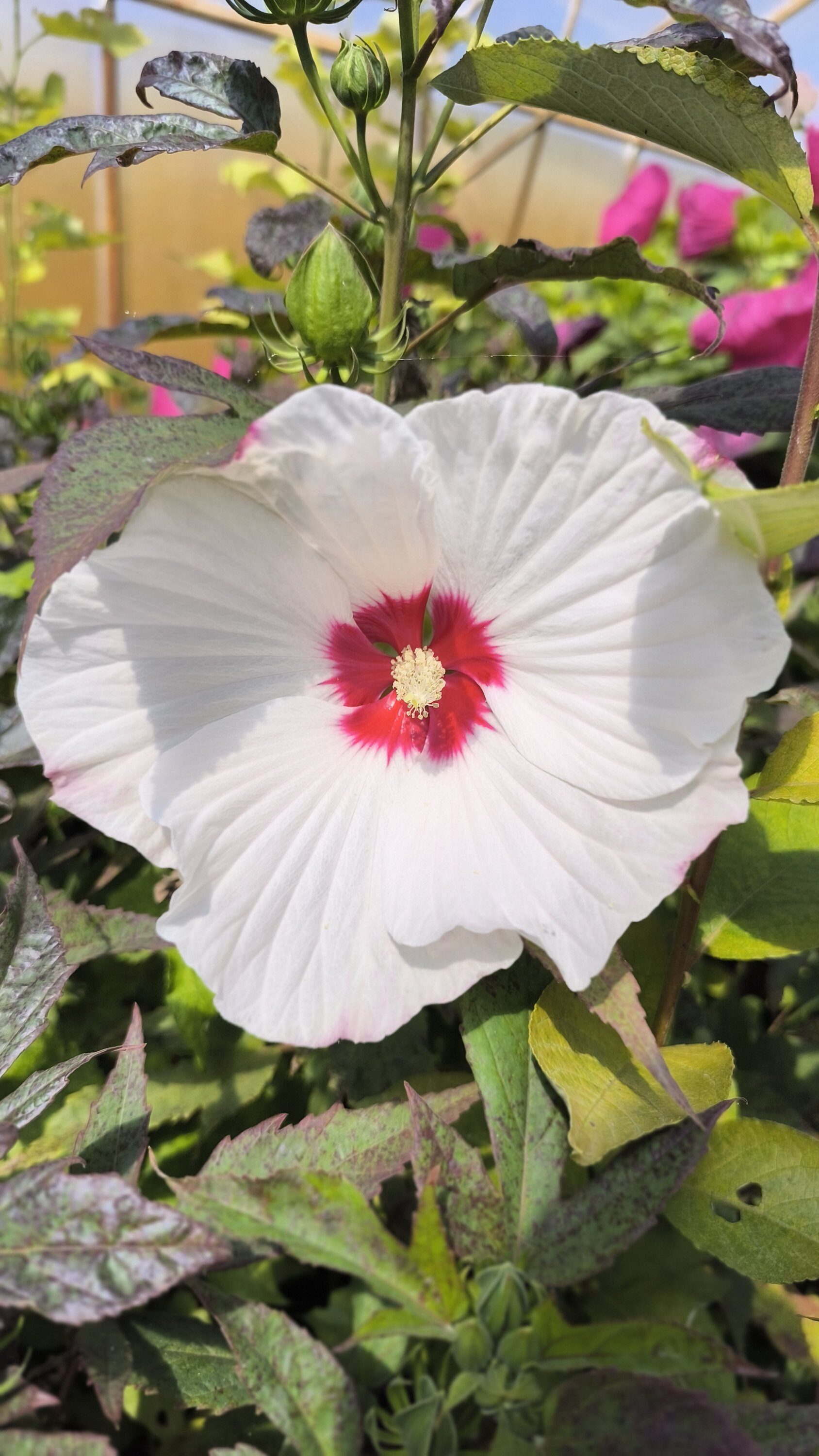 Hibiscus TOMA 'RED DOT' C3