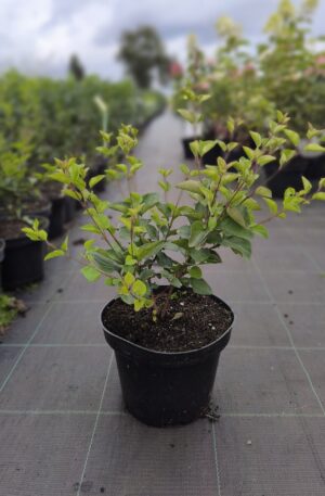 Syringa Red Pixie C2