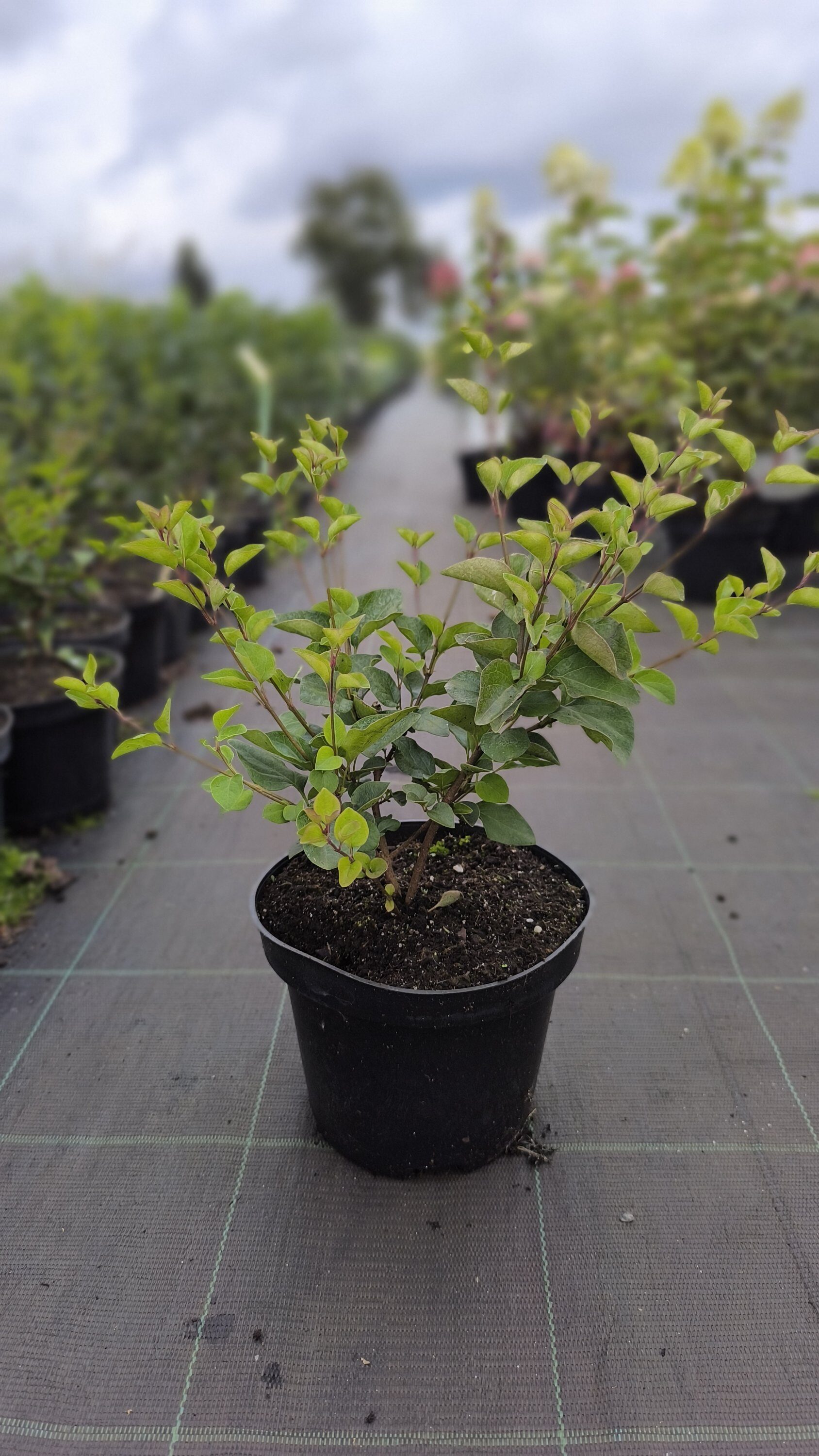 Syringa Red Pixie C2