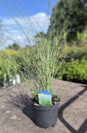 Miscanthus sinensis Morning Light C2