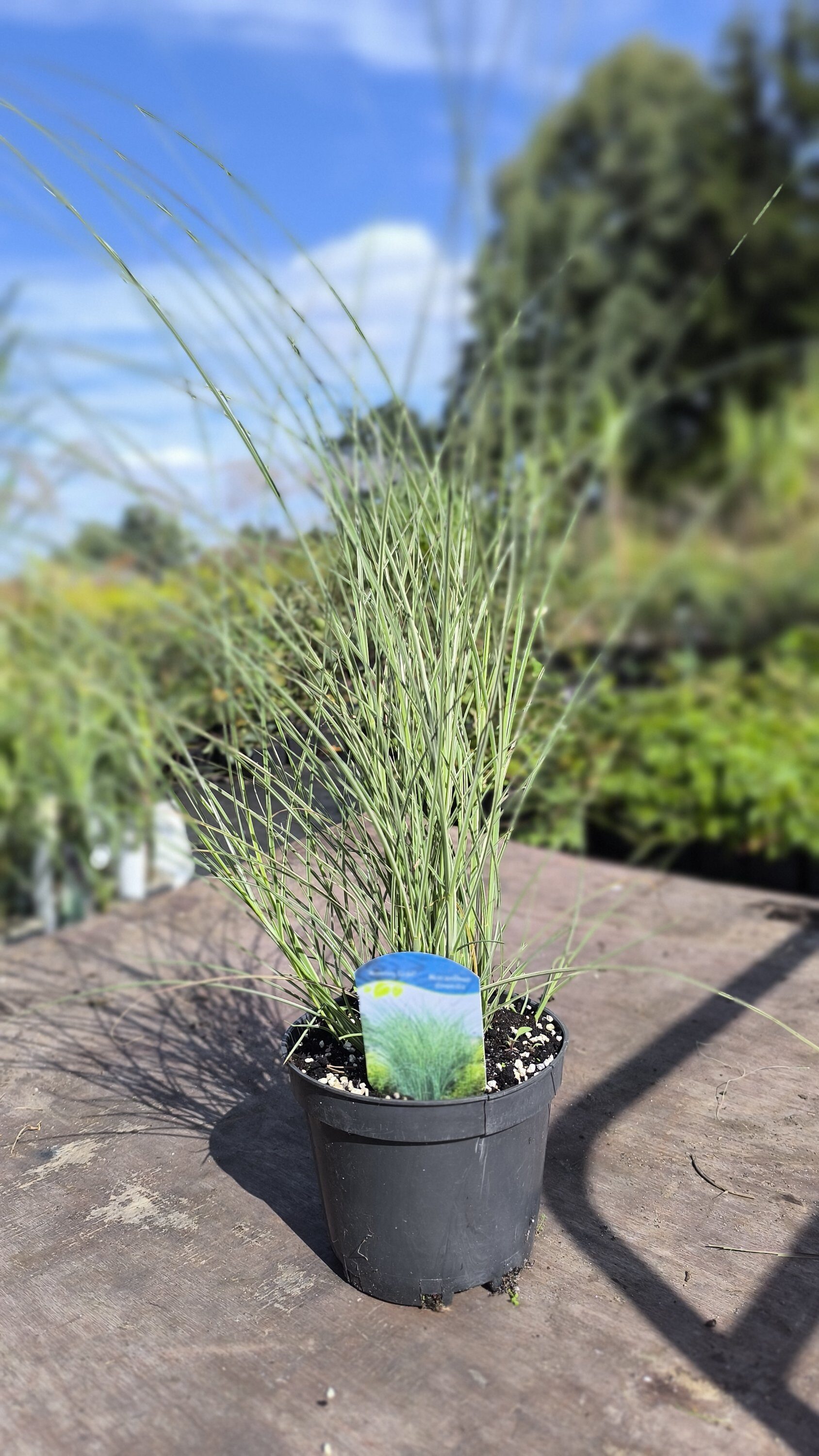 Miscanthus sinensis Morning Light C2